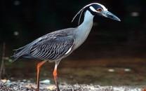 美丽鸟类高清图片