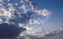 美丽鸟类高清图片