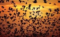 美丽鸟类高清图片