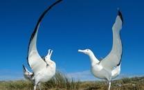 美丽鸟类高清图片