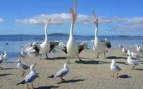 美丽鸟类高清图片