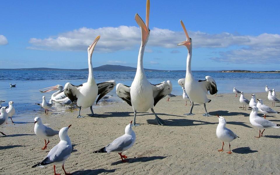 美丽鸟类高清图片