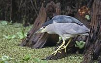 美丽鸟类高清图片