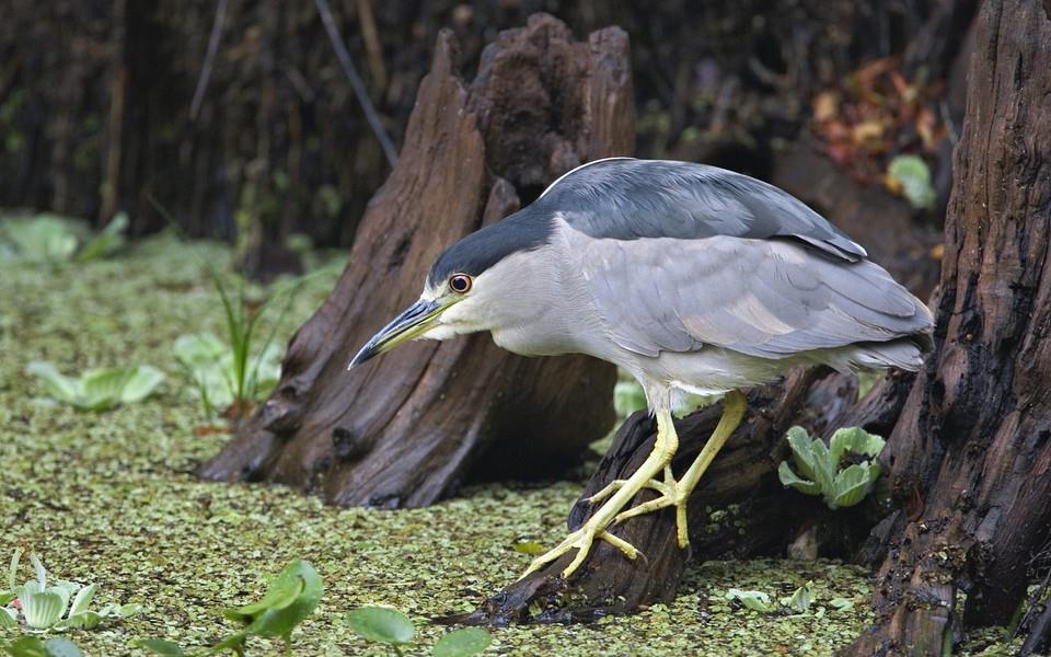 美丽鸟类高清图片
