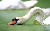 美丽鸟类高清图片