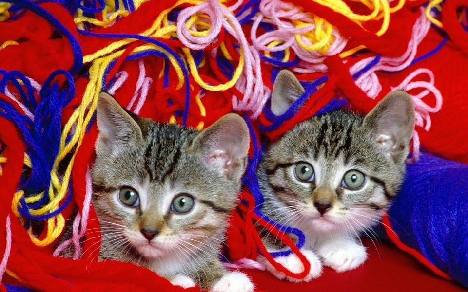 多胞胎小萌猫高清图片