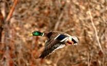 美丽鸟类高清图片