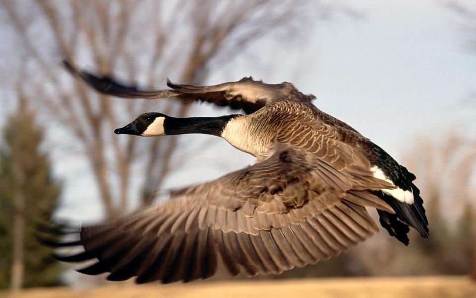 美丽鸟类高清图片