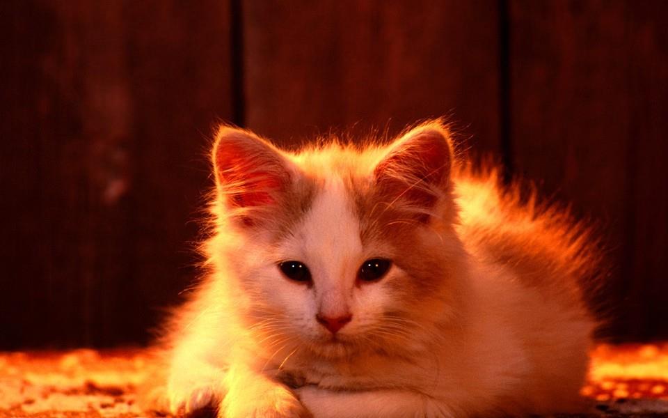 可爱小橘猫图片 可爱小橘猫图片大全