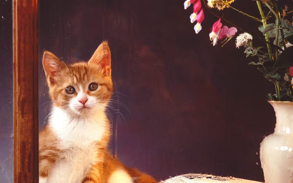 可爱小橘猫图片 可爱小橘猫图片大全