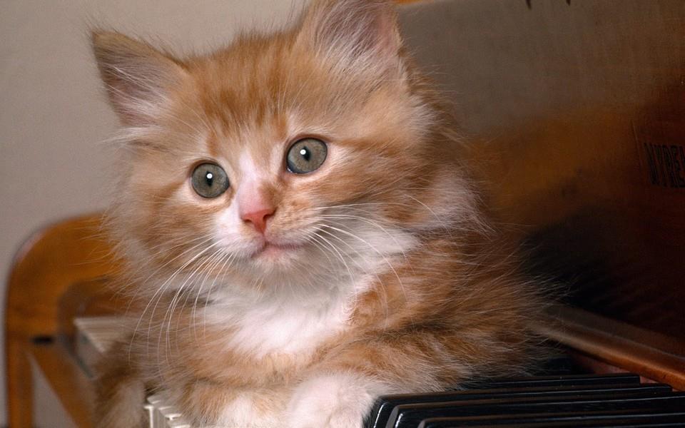 可爱小橘猫图片 可爱小橘猫图片大全