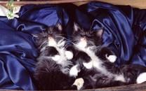 多胞胎小萌猫高清图片