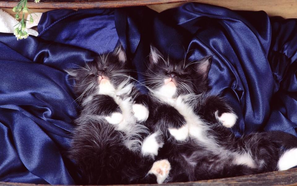 多胞胎小萌猫高清图片
