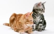 可爱小橘猫图片 可爱小橘猫图片大全