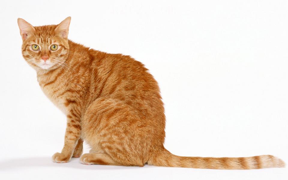 可爱小橘猫图片 可爱小橘猫图片大全