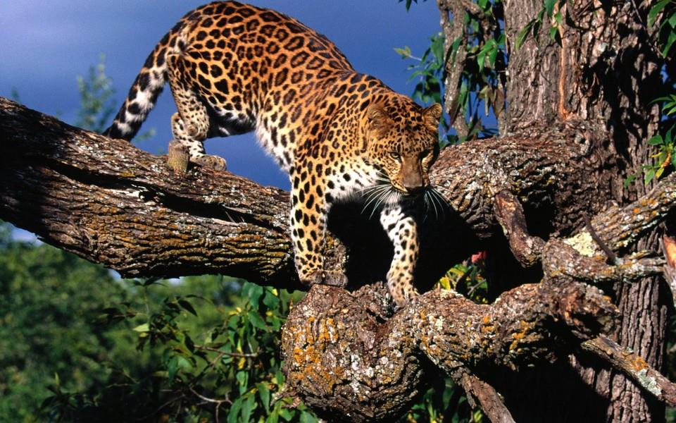 花豹图片 花豹图片大全