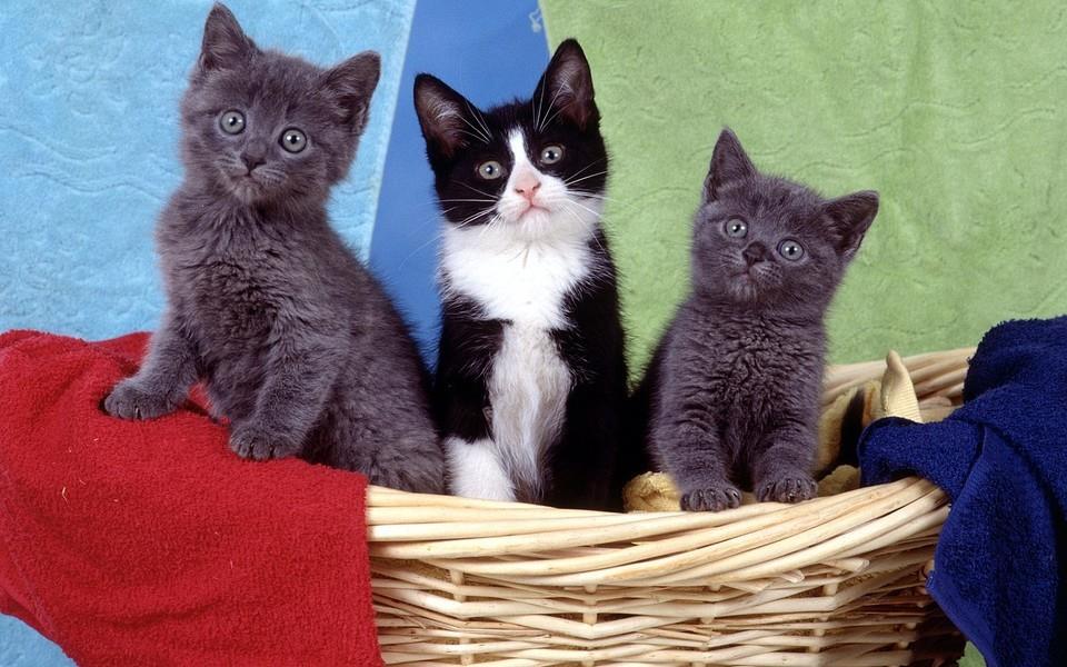 多胞胎小萌猫高清图片