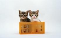 多胞胎小萌猫高清图片