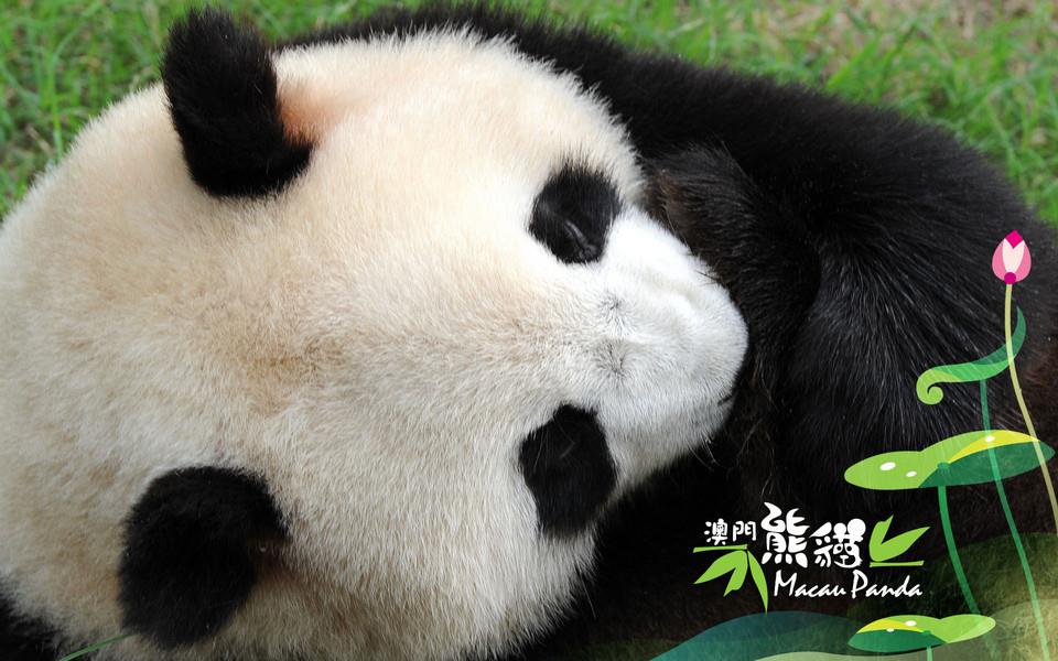 大熊猫图片 大熊猫图片大全