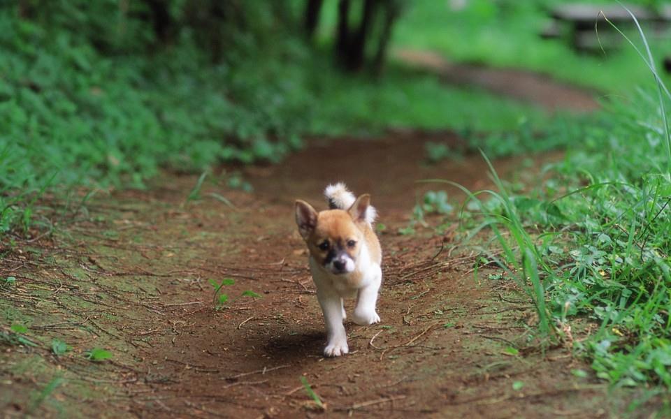 小狗狗图片 小狗狗图片大全
