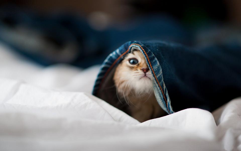 可爱的小猫高清图片