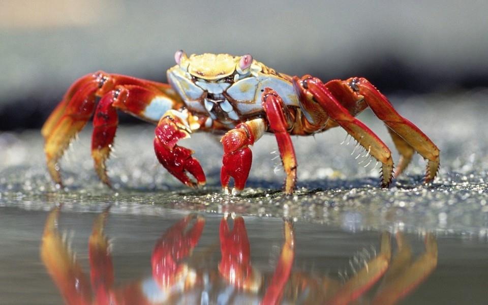 螃蟹图片 螃蟹高清图片