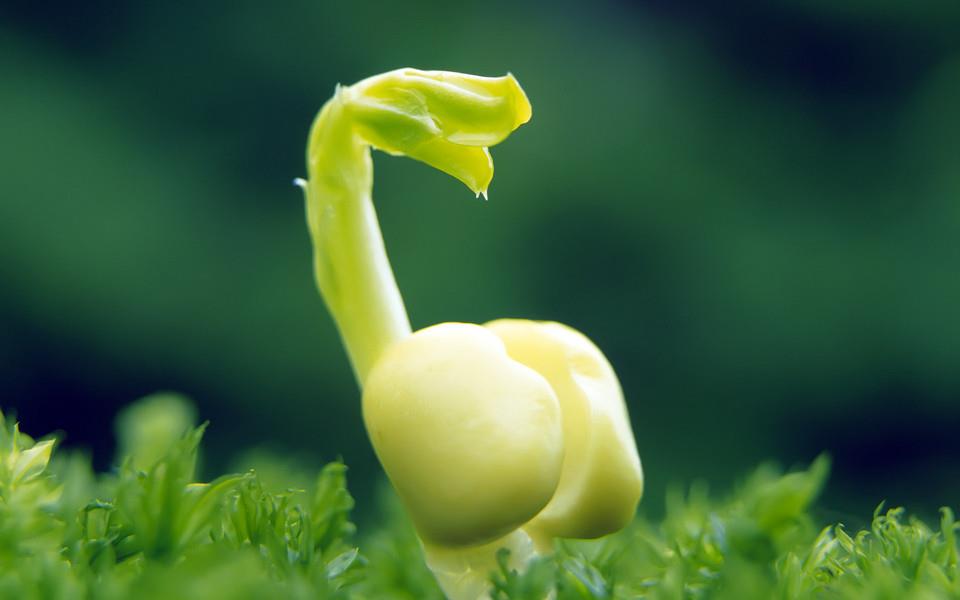 新芽嫩叶清新高清图片