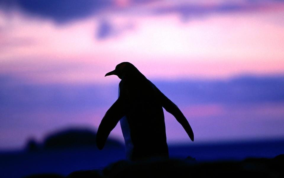 呆萌企鹅高清图片