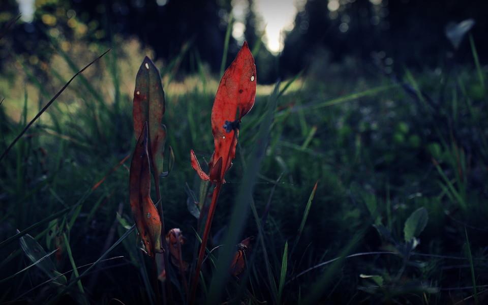 夏日植物图片大全