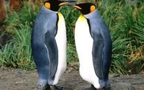 呆萌企鹅高清图片