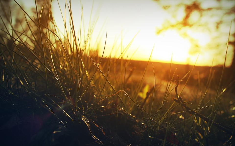 夏日植物图片大全