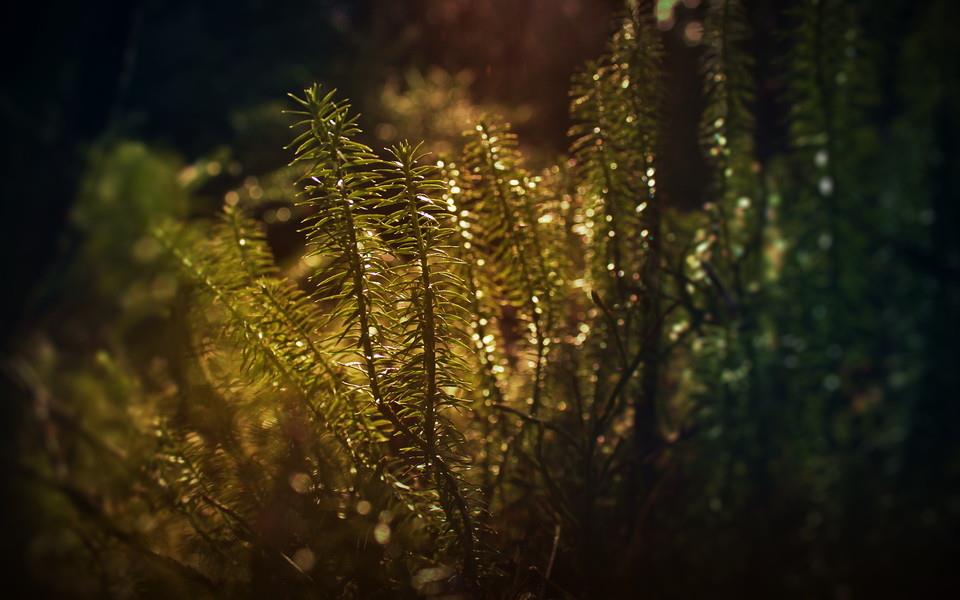 夏日植物图片大全