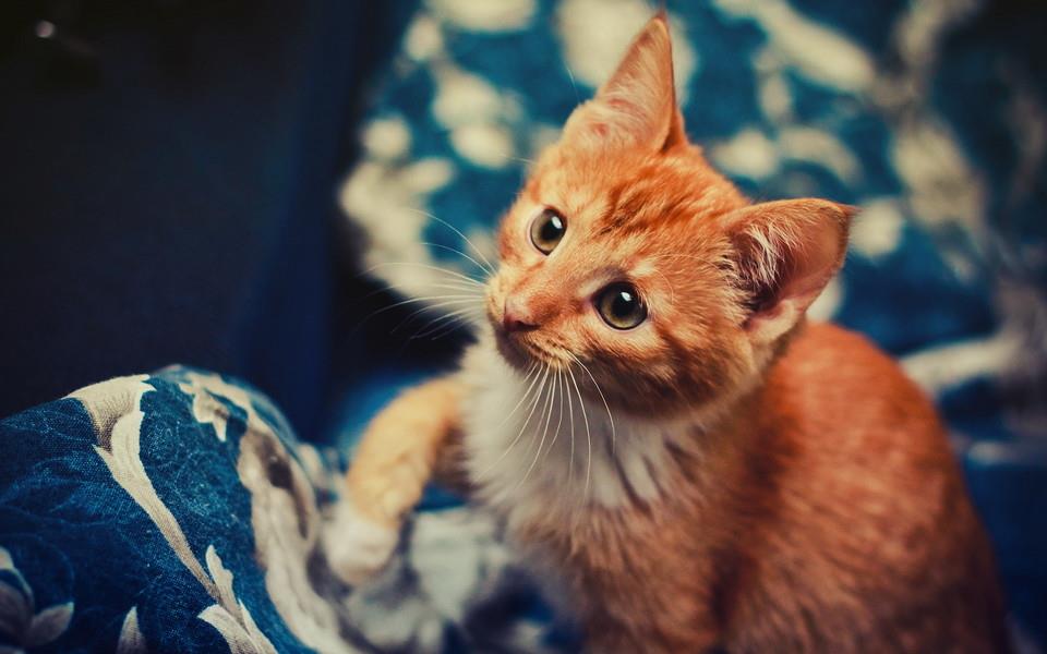 温顺可爱的小猫咪图片