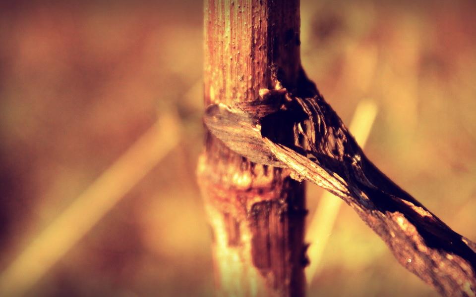 夏日植物图片大全