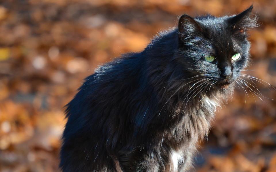 温顺可爱的小猫咪图片