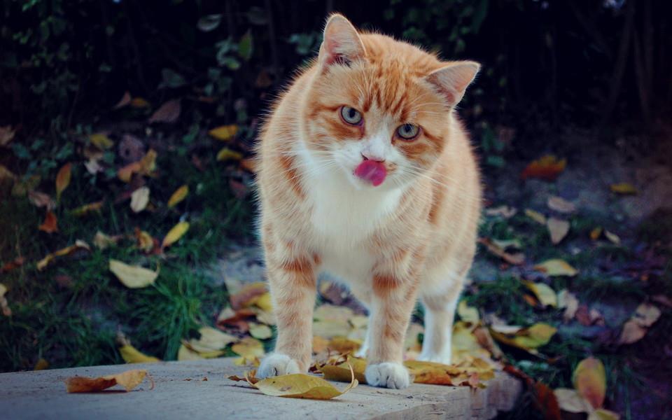 温顺可爱的小猫咪图片