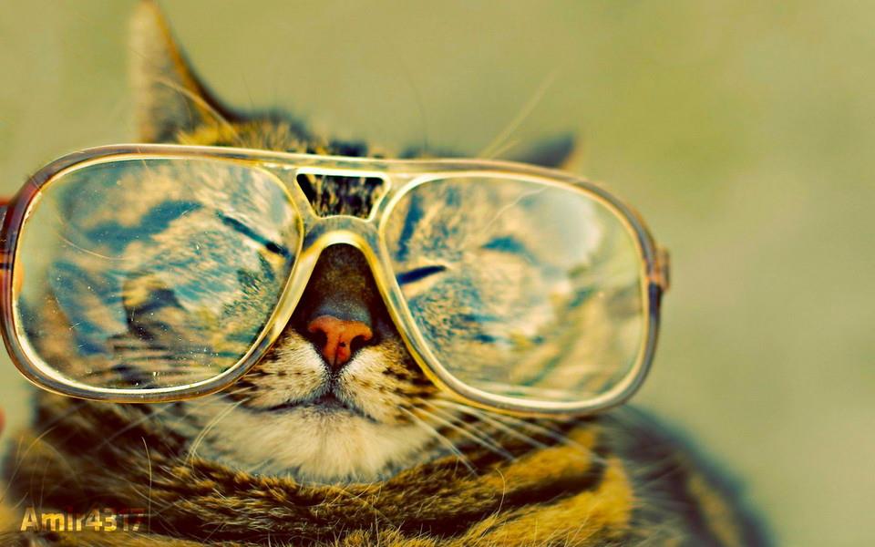 温顺可爱的小猫咪图片