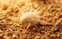 贝壳图片 好看的贝壳图片大全