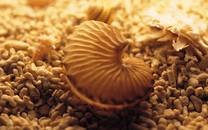 贝壳图片 好看的贝壳图片大全