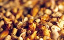 贝壳图片 好看的贝壳图片大全