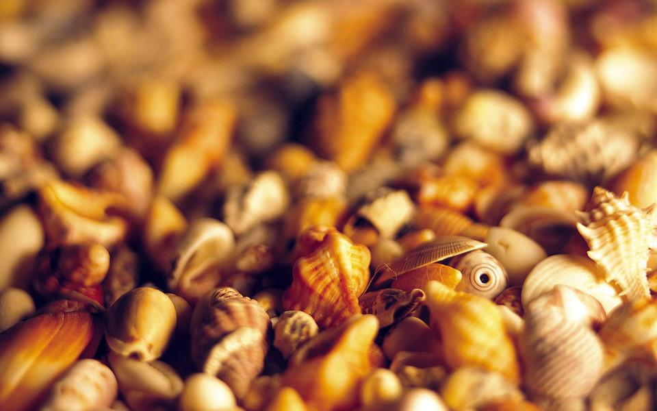 贝壳图片 好看的贝壳图片大全