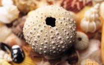 贝壳图片 好看的贝壳图片大全