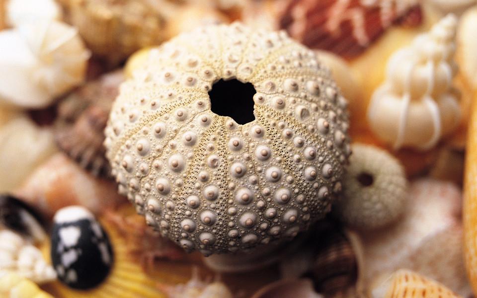 贝壳图片 好看的贝壳图片大全