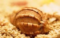 贝壳图片 好看的贝壳图片大全