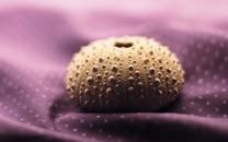 贝壳图片 好看的贝壳图片大全