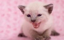 可爱萌宠图片 非常可爱的萌宠图片分享