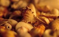 贝壳图片 好看的贝壳图片大全