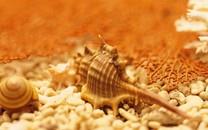 贝壳图片 好看的贝壳图片大全