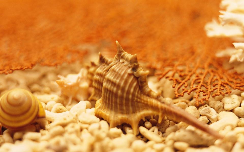 贝壳图片 好看的贝壳图片大全