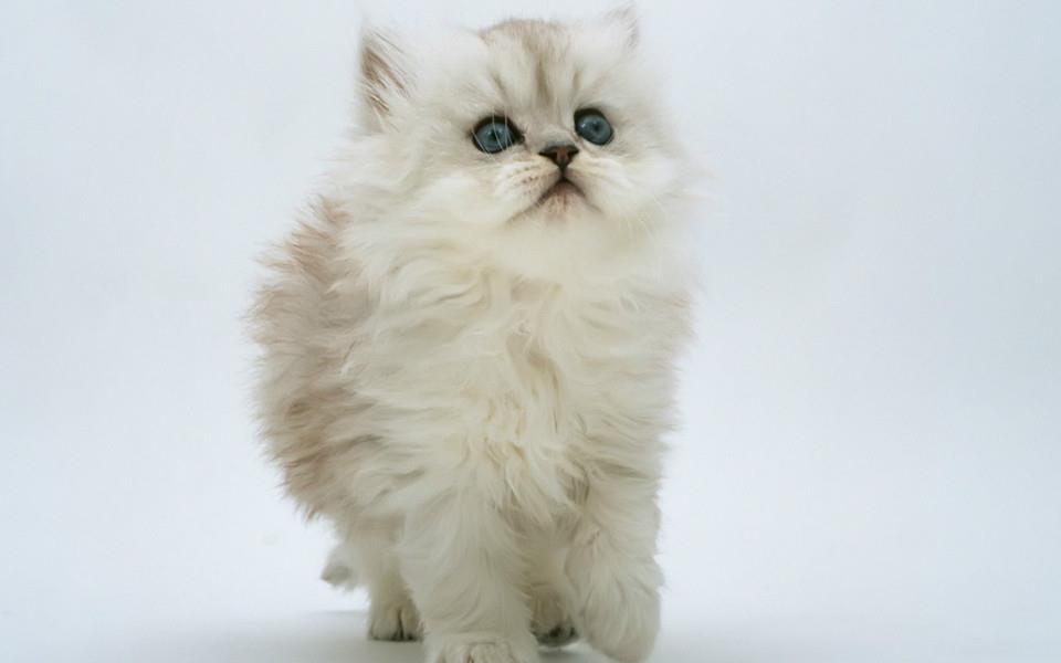 可爱萌宠图片 非常可爱的萌宠图片分享